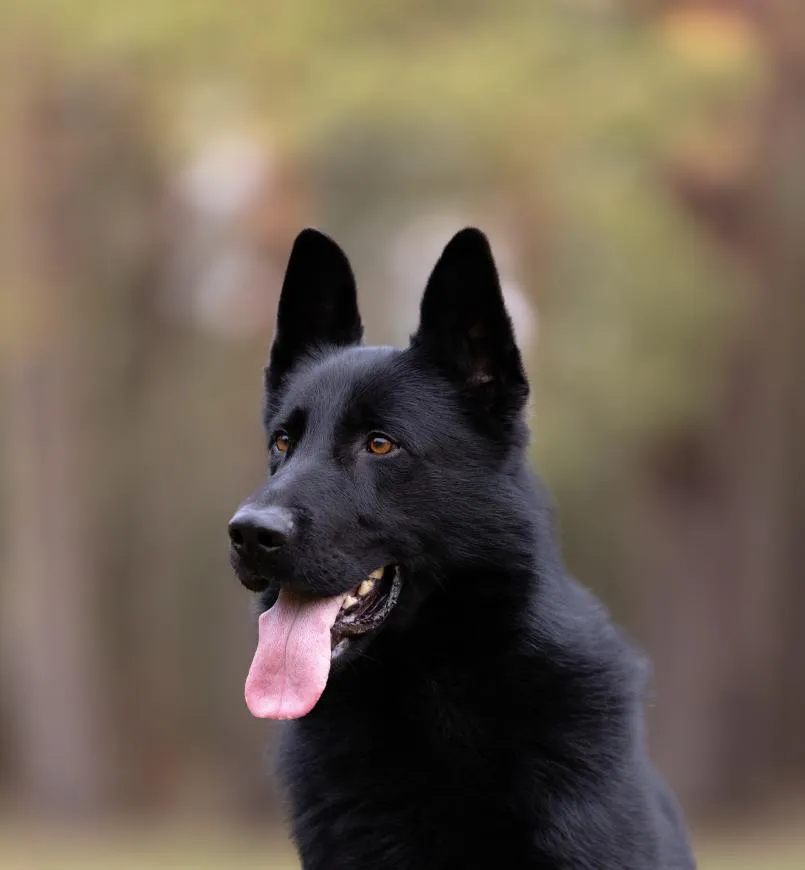 Arkan vom Silberbachtal (Аркан)