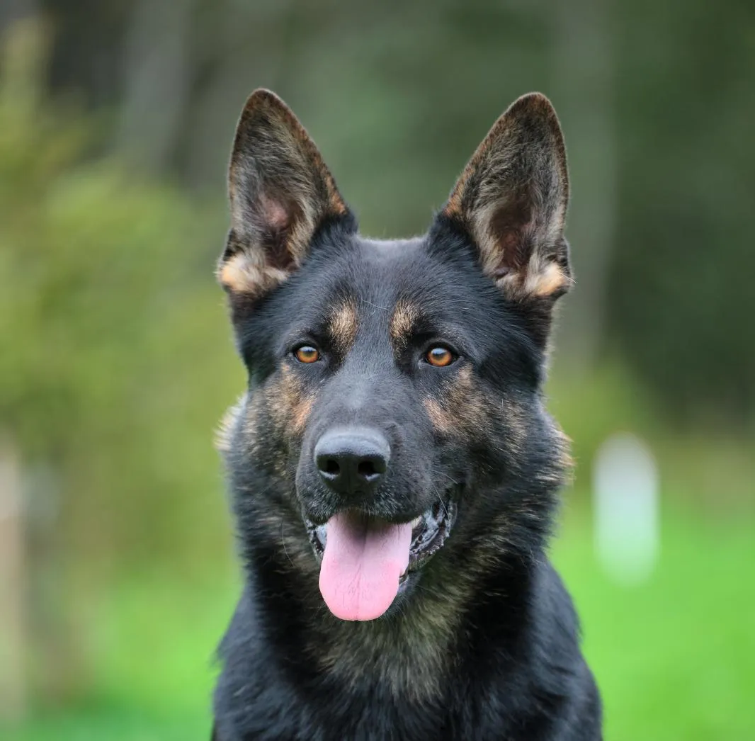 Cutulus Batman (Барс)