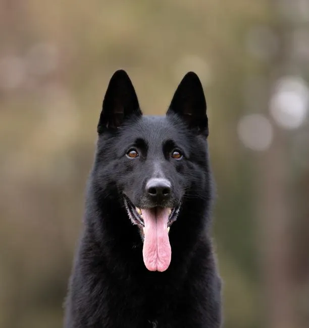 Drago Impaku (Драго)