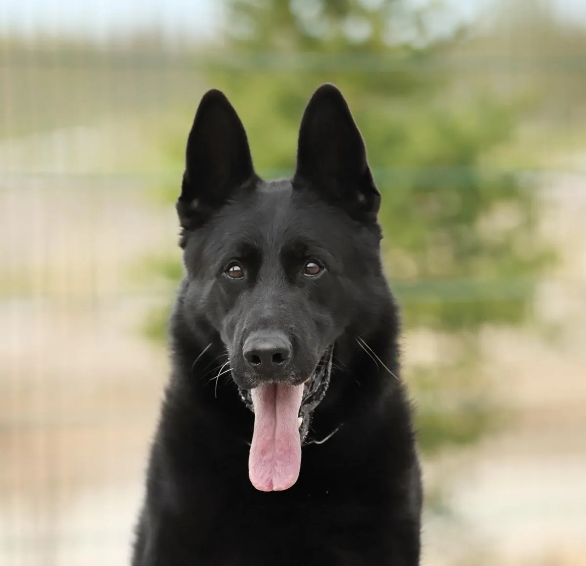 Ike von der Pflaumbachstraße (Айк)