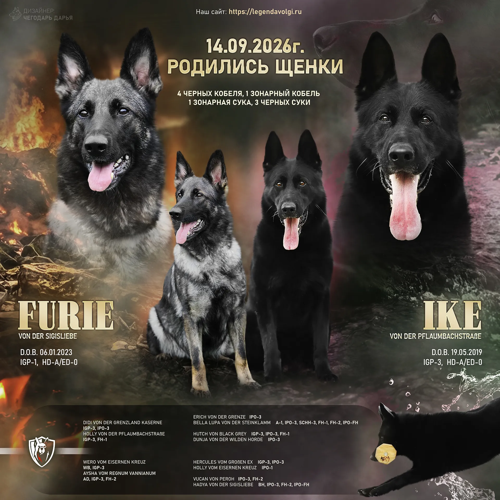 Новый помет немецких овчарок: Ike и Furie
