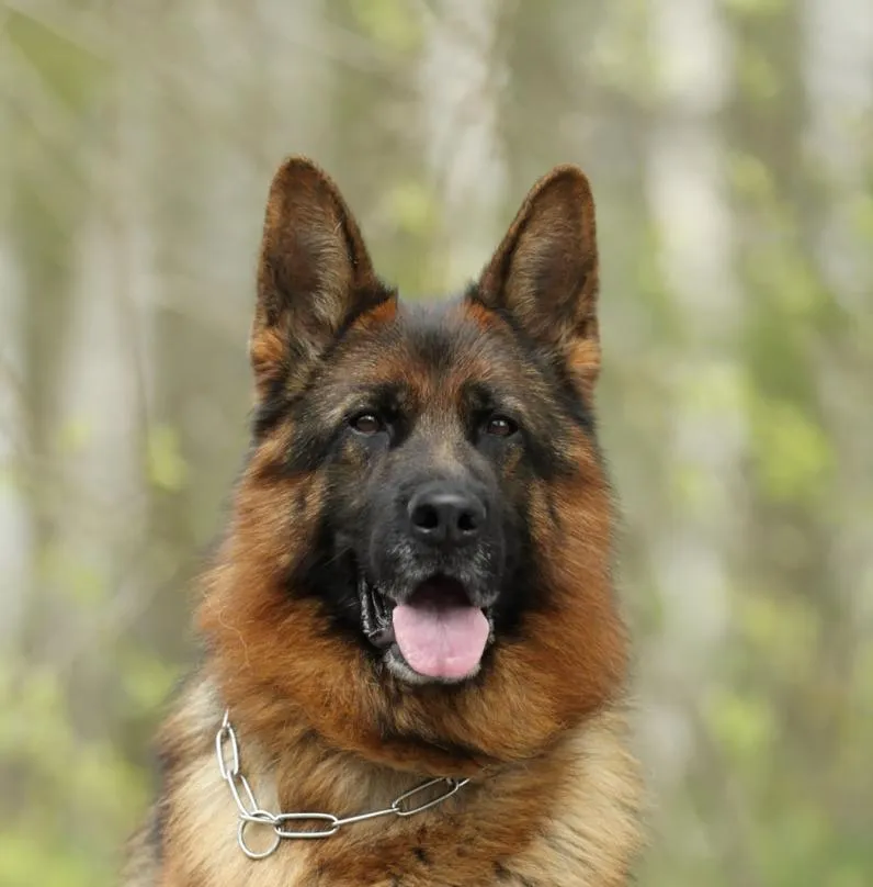 Krawall von Arlett (Кравалл)