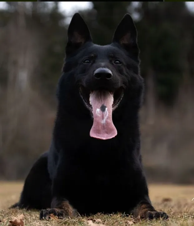 Eros vom Ihorster Busch