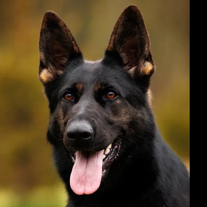 Cutulus Billie J. (Бронза)