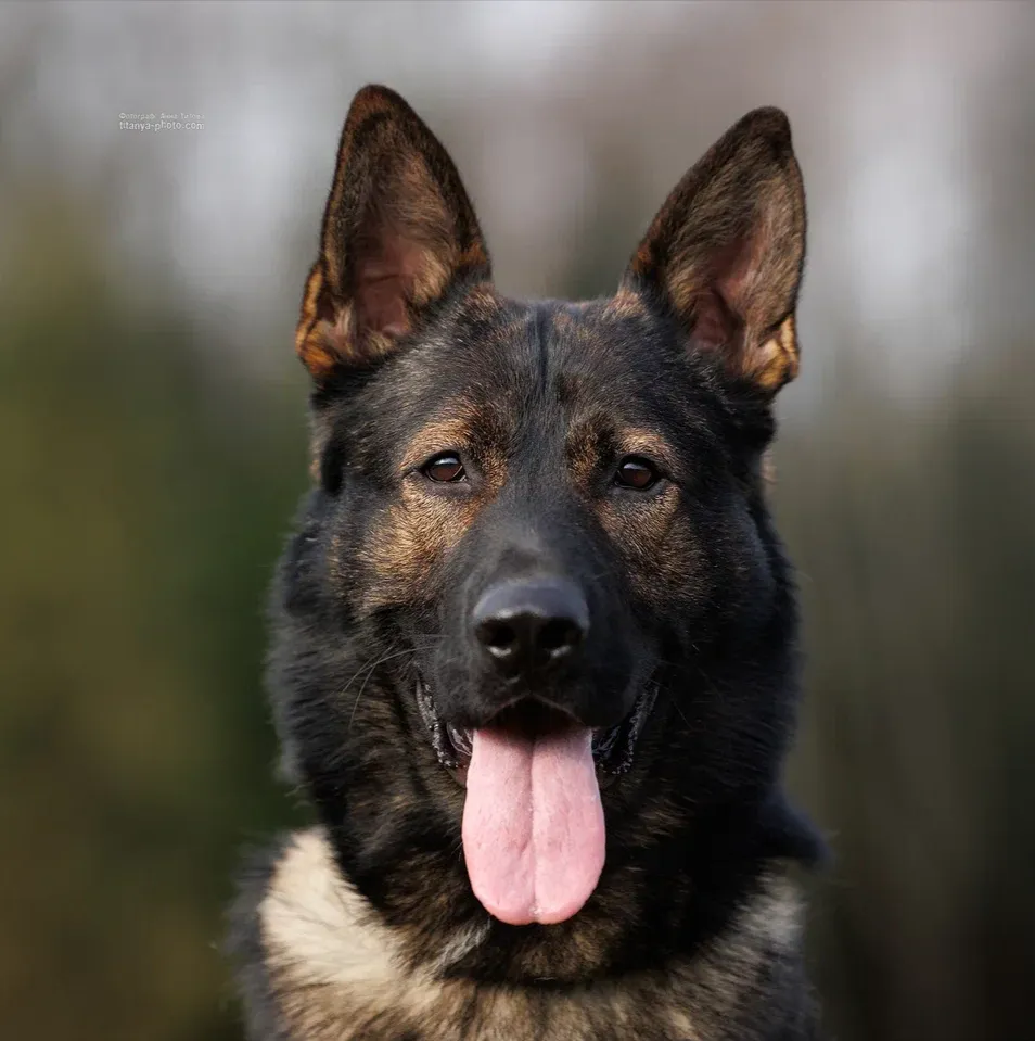 Zam vom Adlerschrei (Зам)