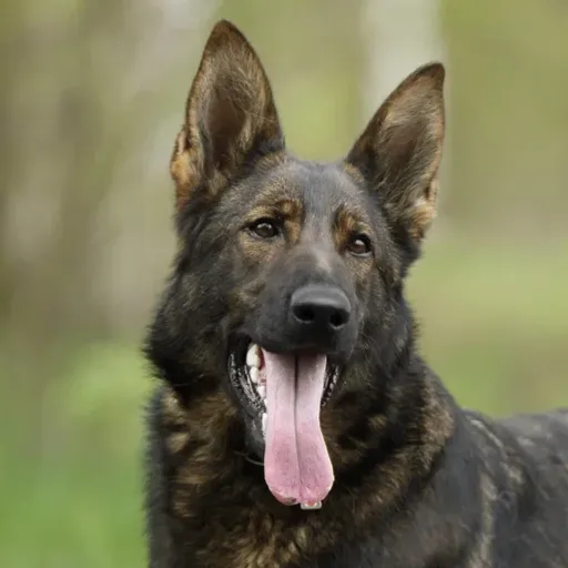 Viktoria von der Katze (Виктория)