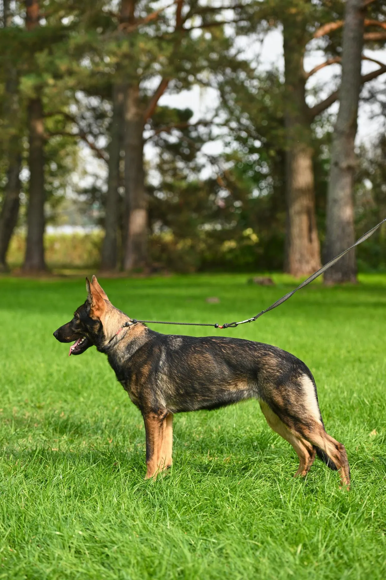 Verba von der Katze (Верба)