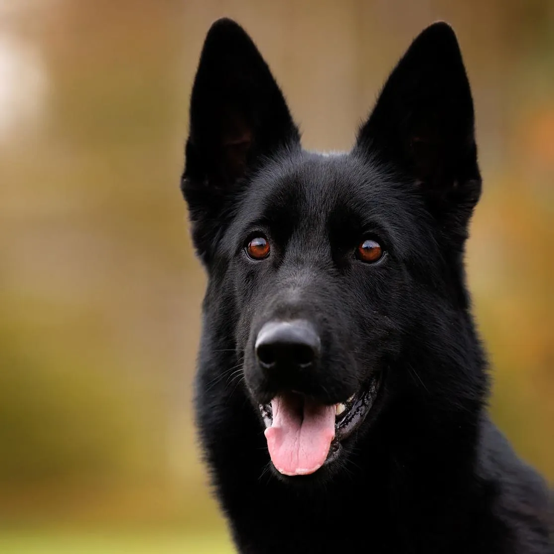 Frozen Nokafi (Фрозен)