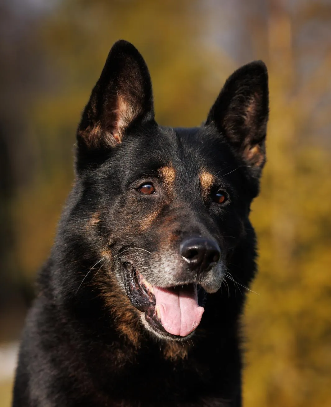 Ulf von Walshagen (Ульф)