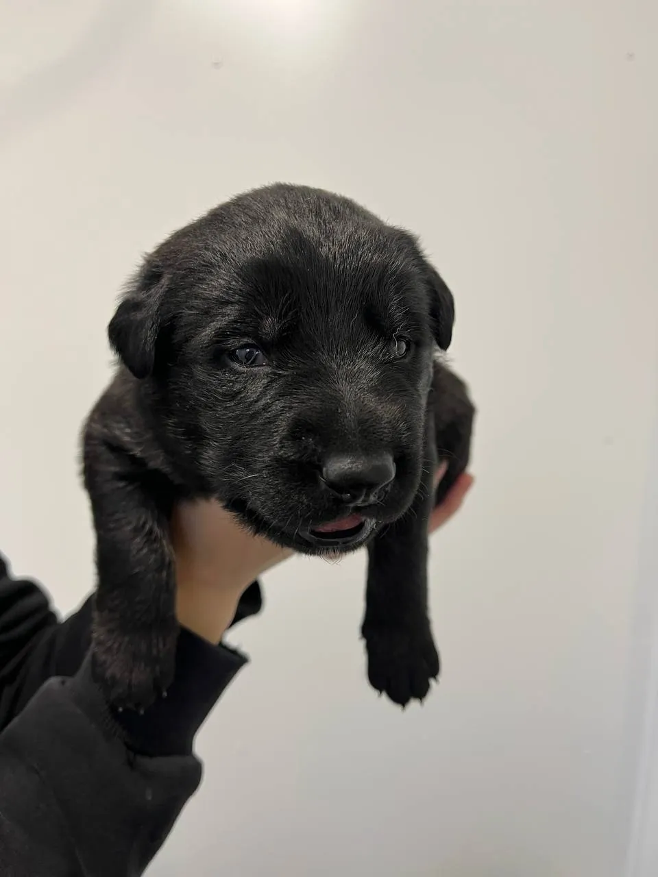 Красная "EF-1"