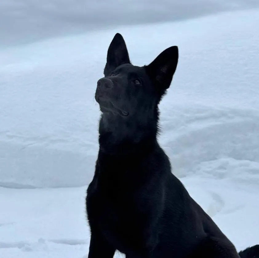 Argus-Haus Kuba (Куба)