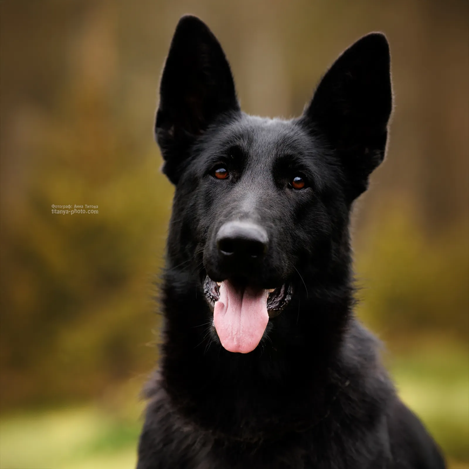 АЛЬФА ЛЕГЕНДА ВОЛГИ