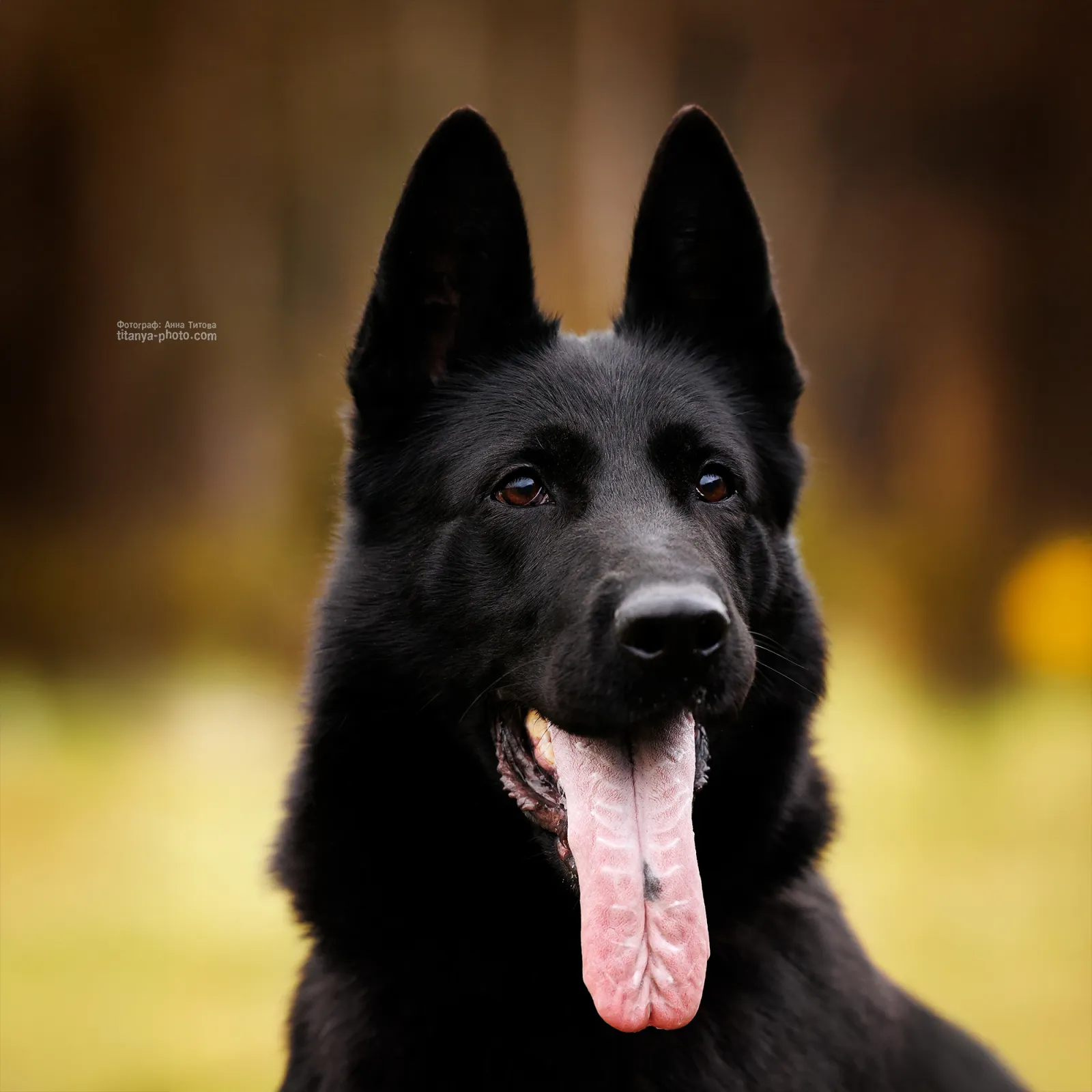 Gromada vom Haus Kogor (Громада)