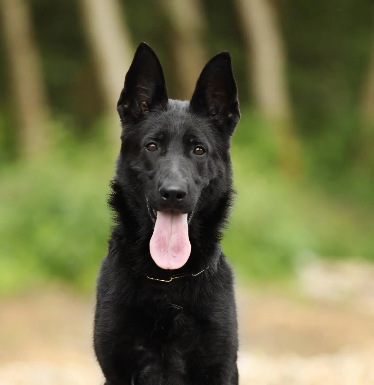 Unique vom Niederbühler Tor (Юни)