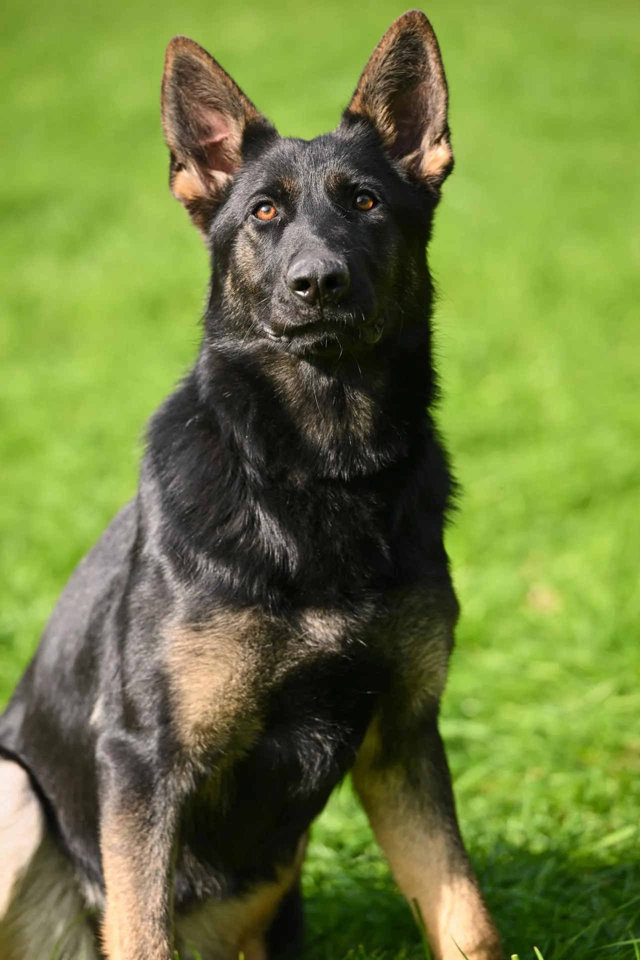 Cutulus Billie J. (Бронза)