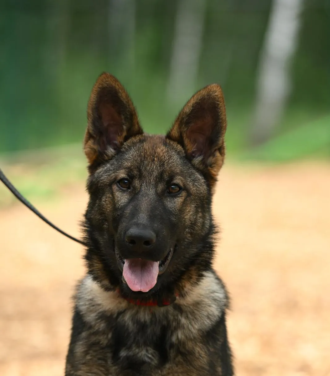 Valea vom Warnemünder Moorgeist (Вьюга)