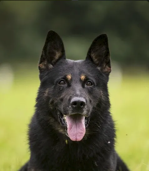 Ulf von Walshagen (Ульф)