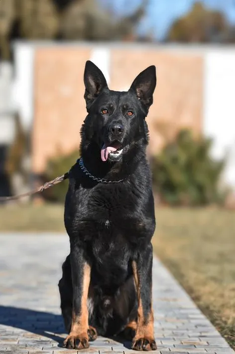 Chase Lenny Elba Padija
