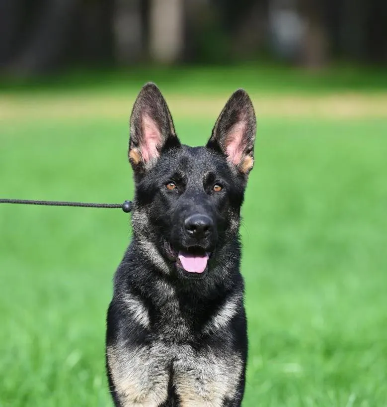 Kama vom Teufelsklan (Кама)