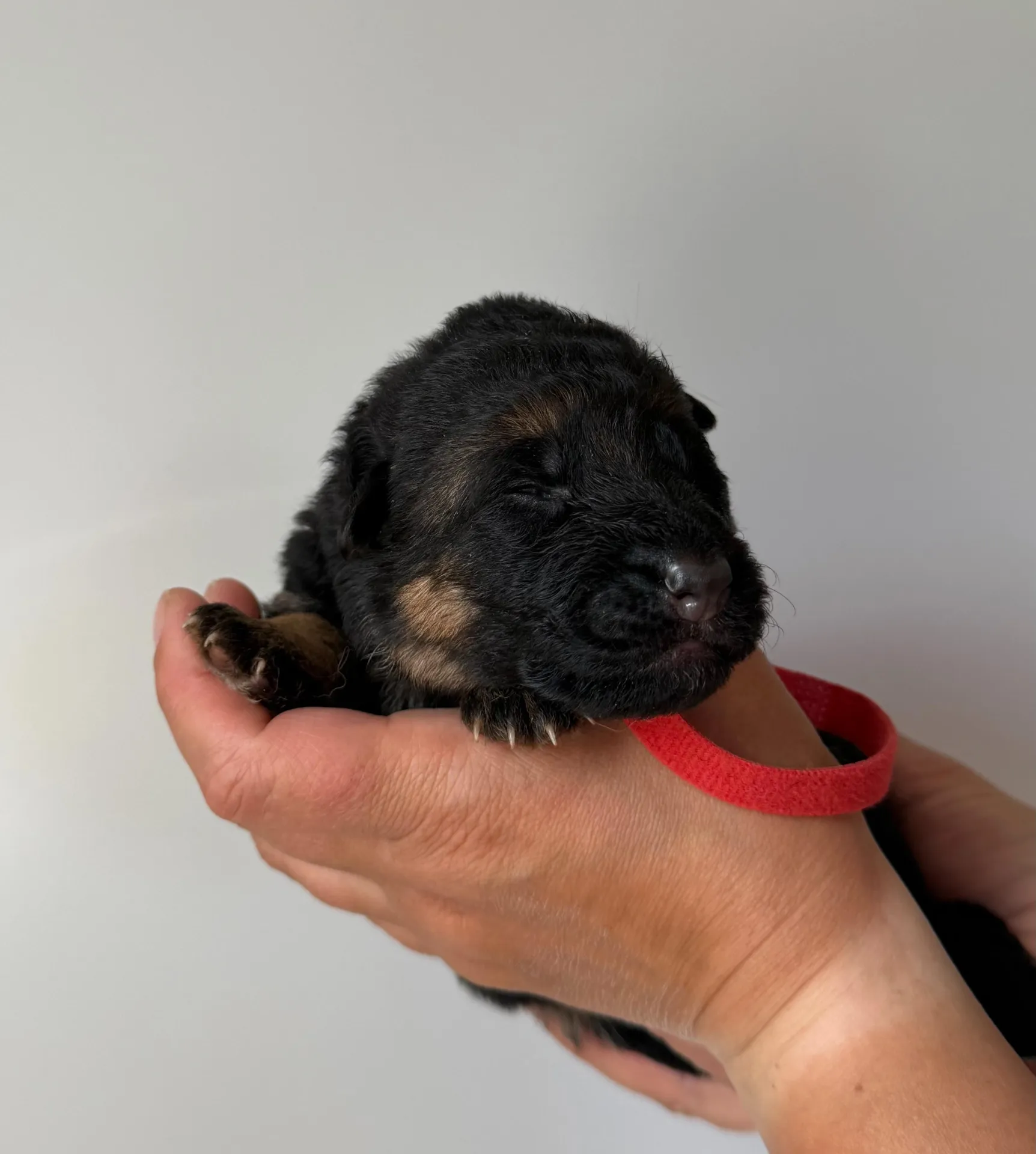 Красный KT-1