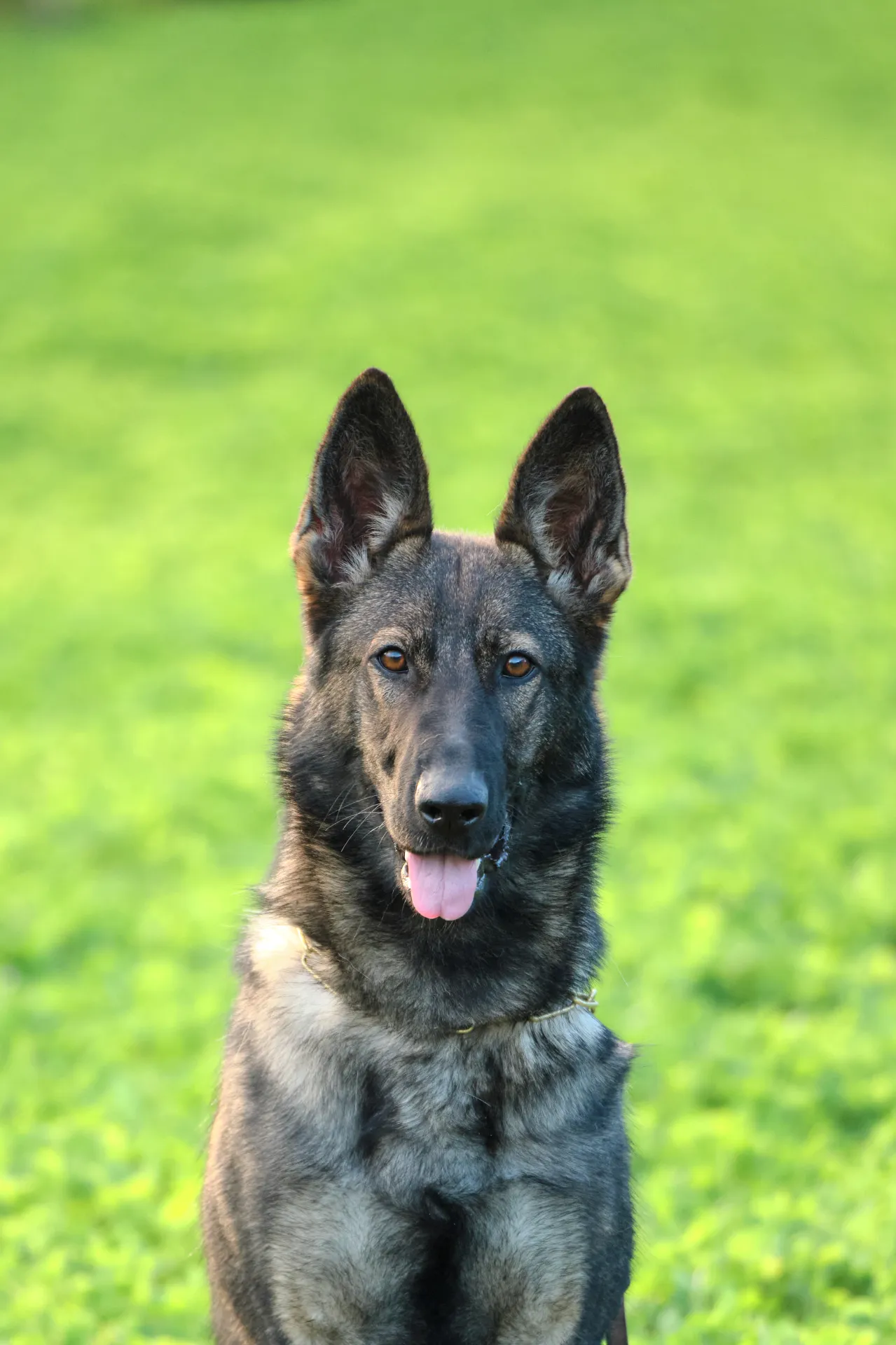 ИРГА ЛЕГЕНДА ВОЛГИ