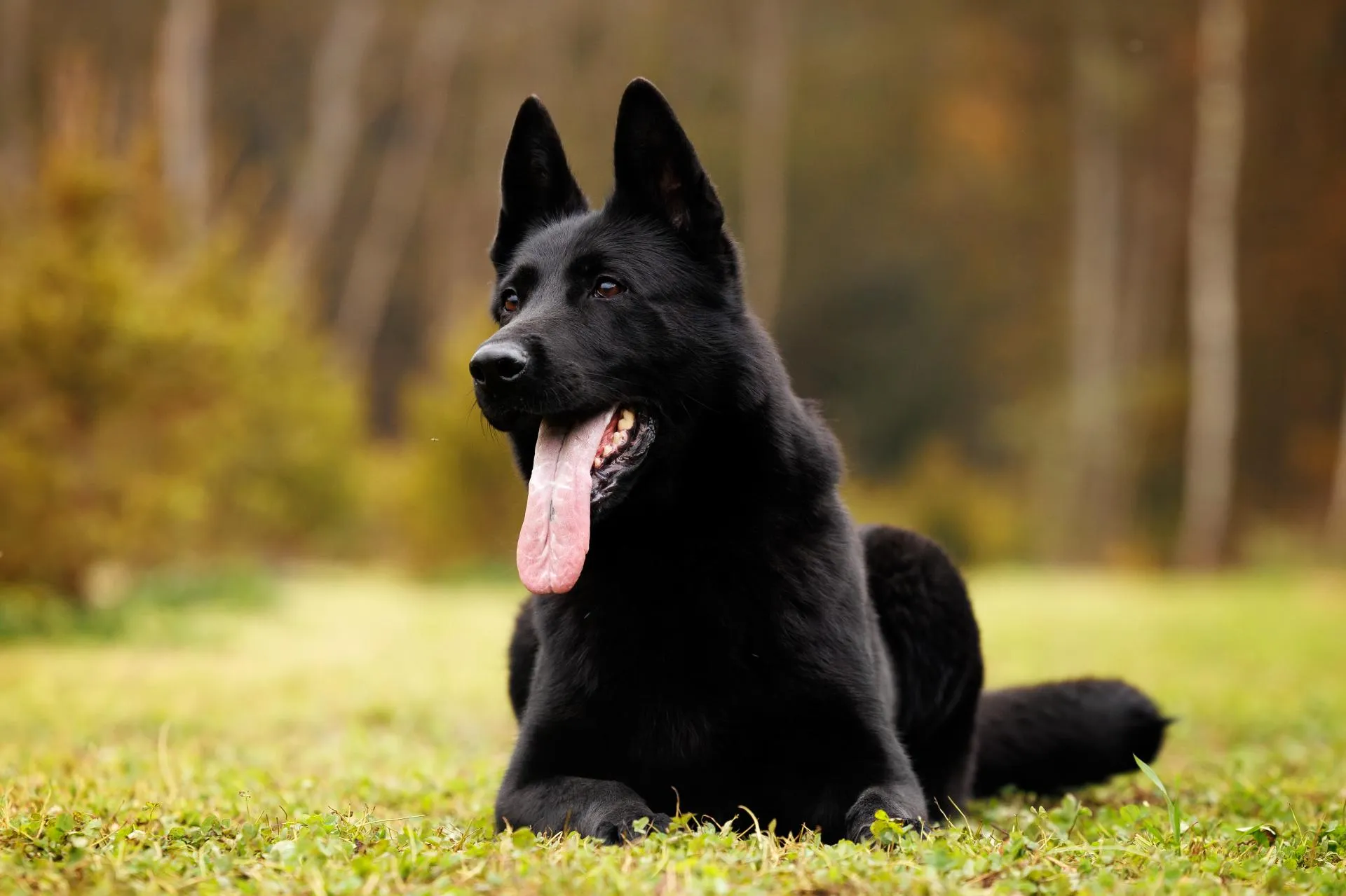 Gromada vom Haus Kogor (Громада)