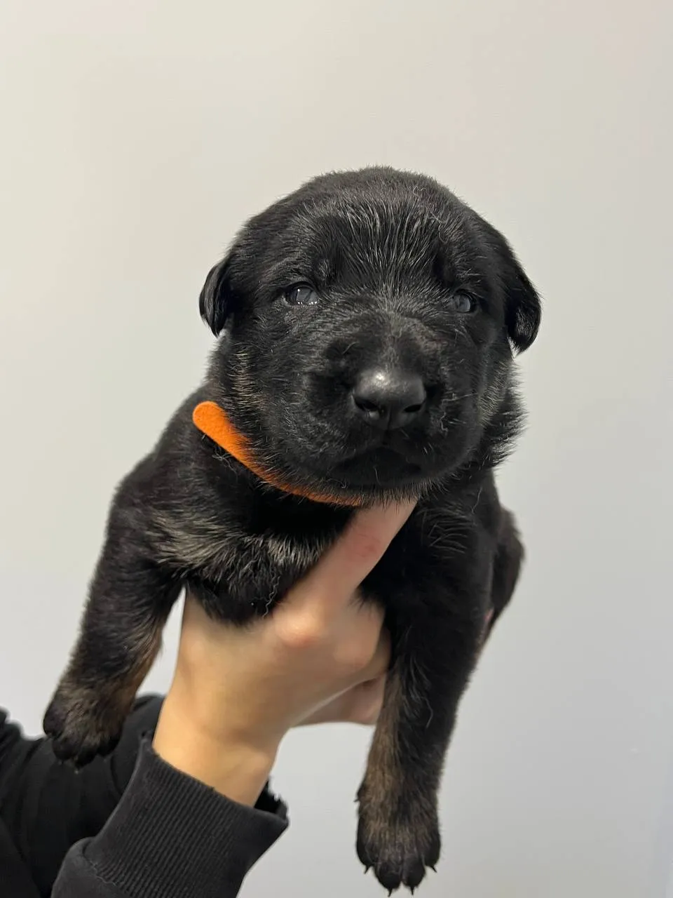 Оранжевая "EF-1"