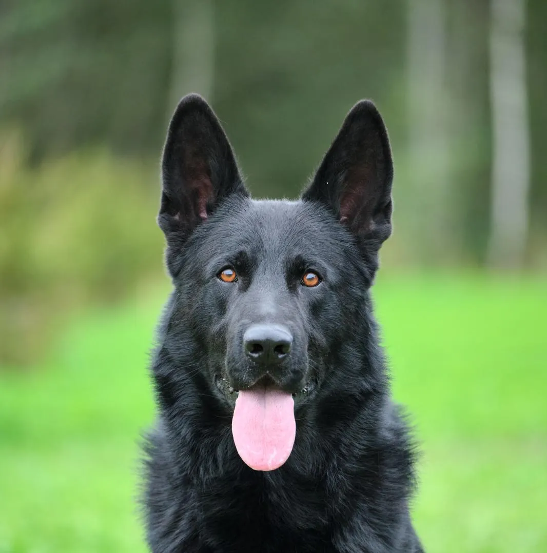 Wim von der wilden Nachbarschaft (Вим)