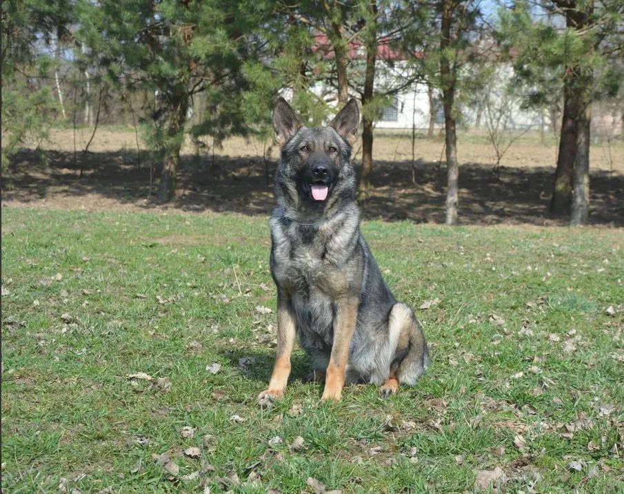 Pea von der Schiffslache