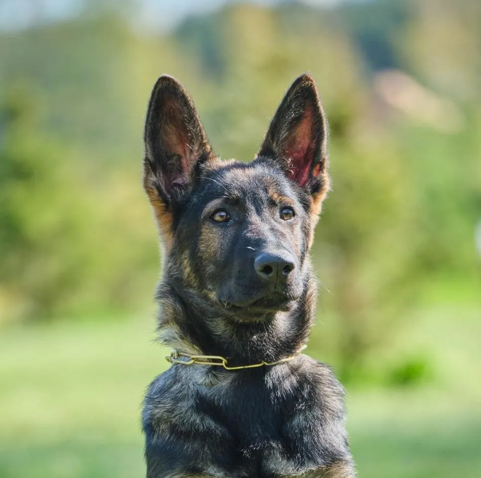 Аргус-Хаус Емми