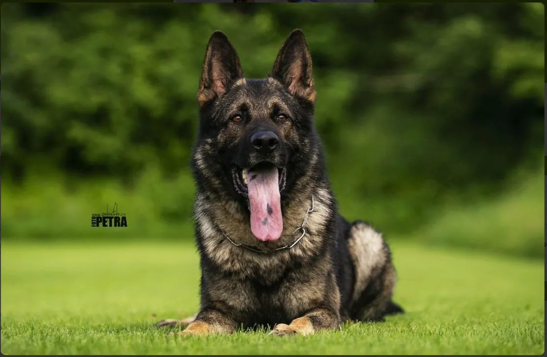 Kody vom Wolfsfriede