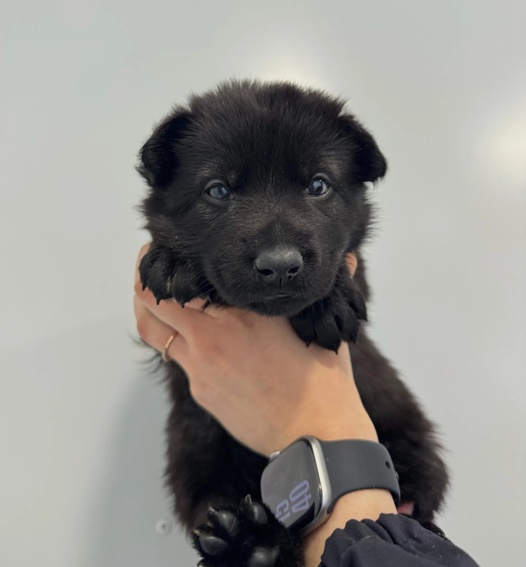 Оранжевый AV