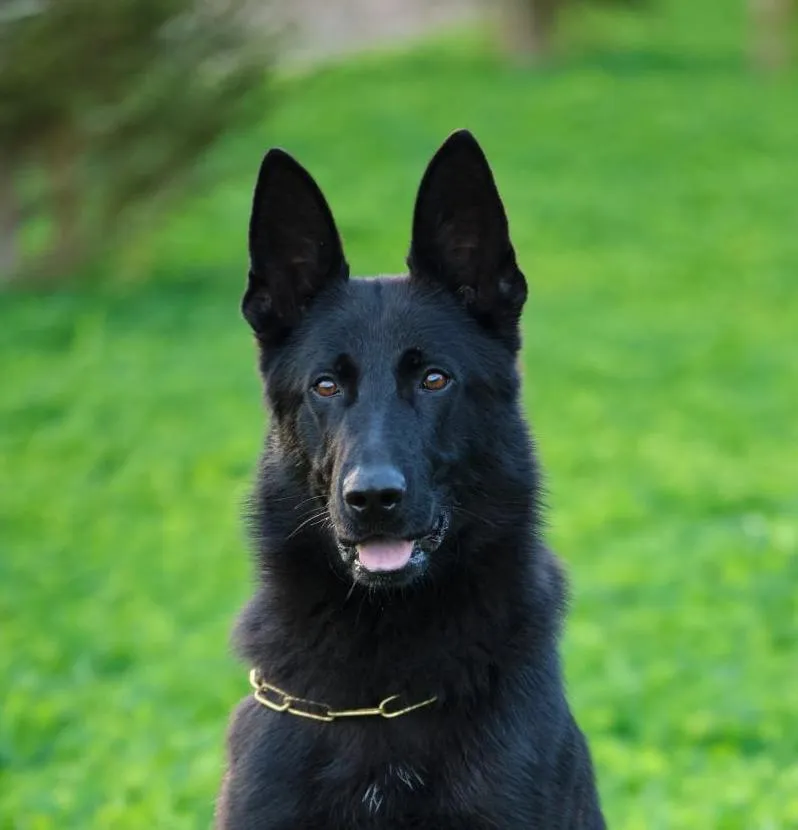 ИГРА ЛЕГЕНДА ВОЛГИ