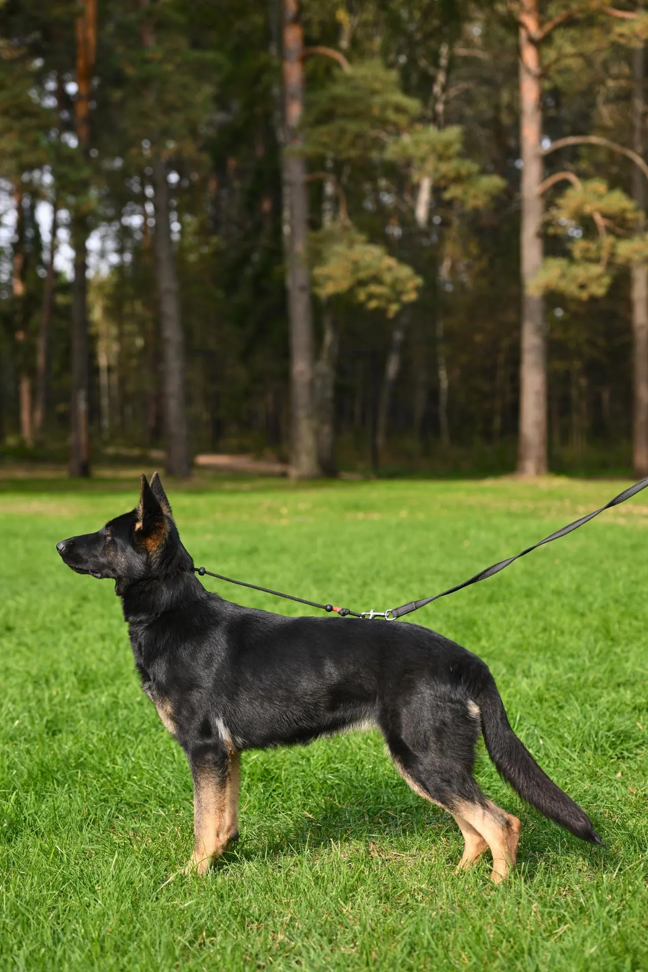 Cutulus Billie J. (Бронза)