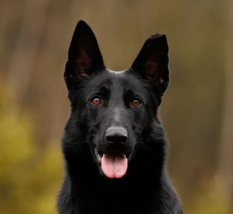 Victoria vom Niederbühler Tor (Виктория)