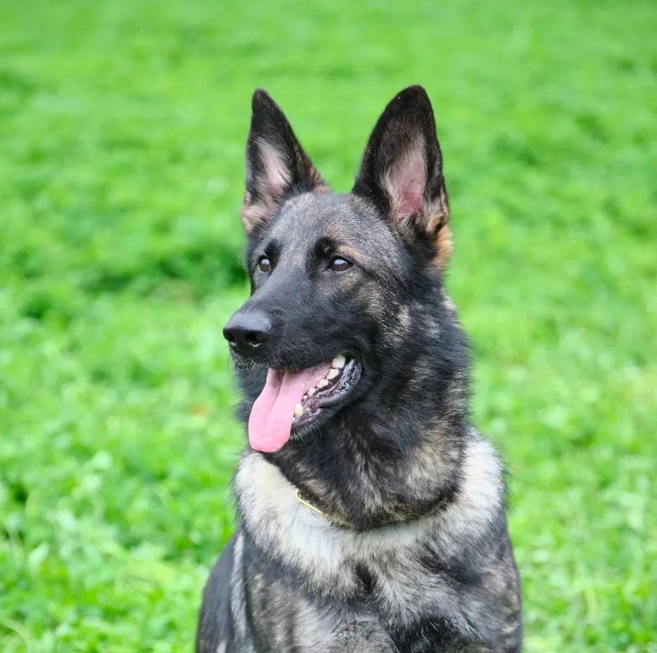 Furie von der Sigisliebe (Фурия)