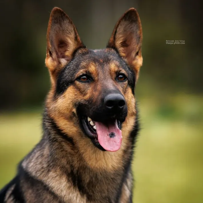 Alrun vom Warnermünder Moorgeist (Ария)