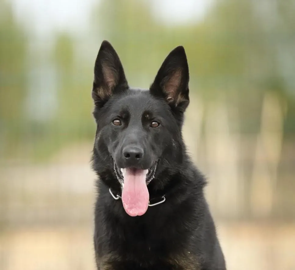 Landoga vom Bahnhofsrevier (Ладога)