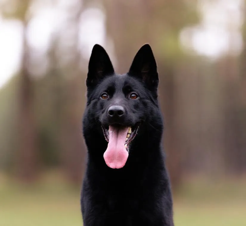 Moni von Pentavita (Мони)