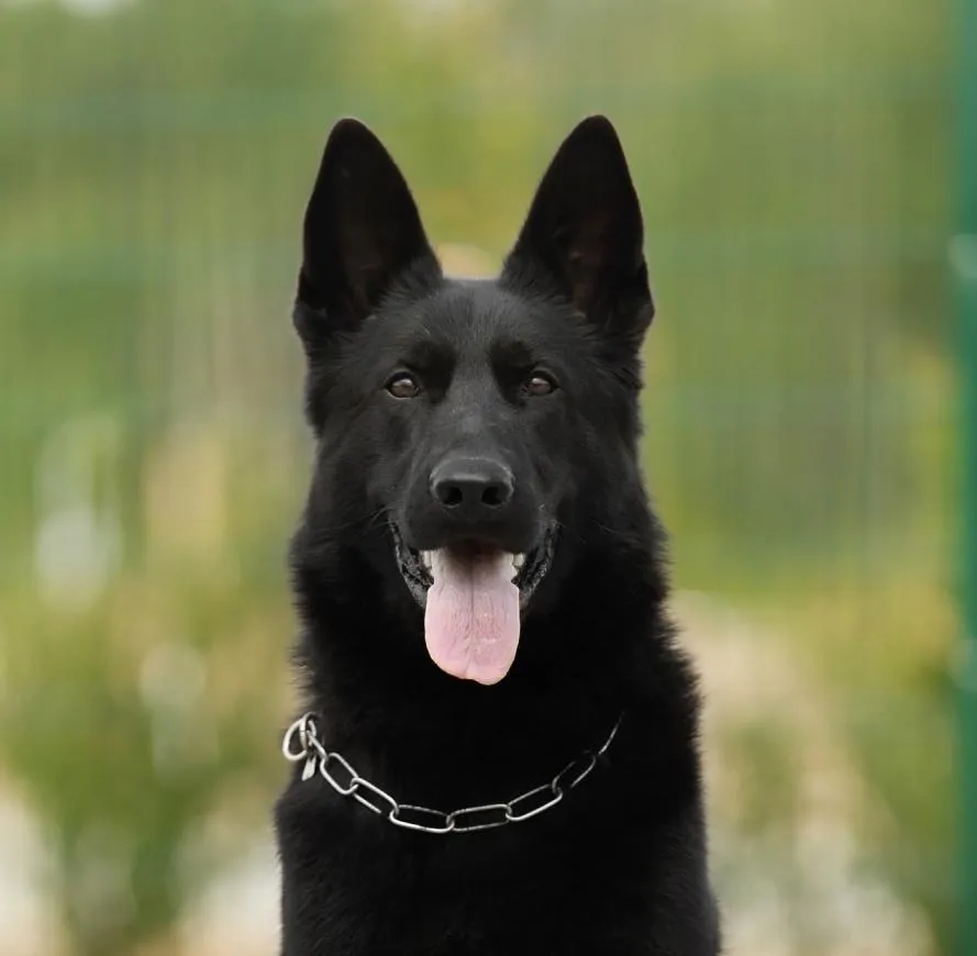 Trenk Beauty of the Beast (Тренк)