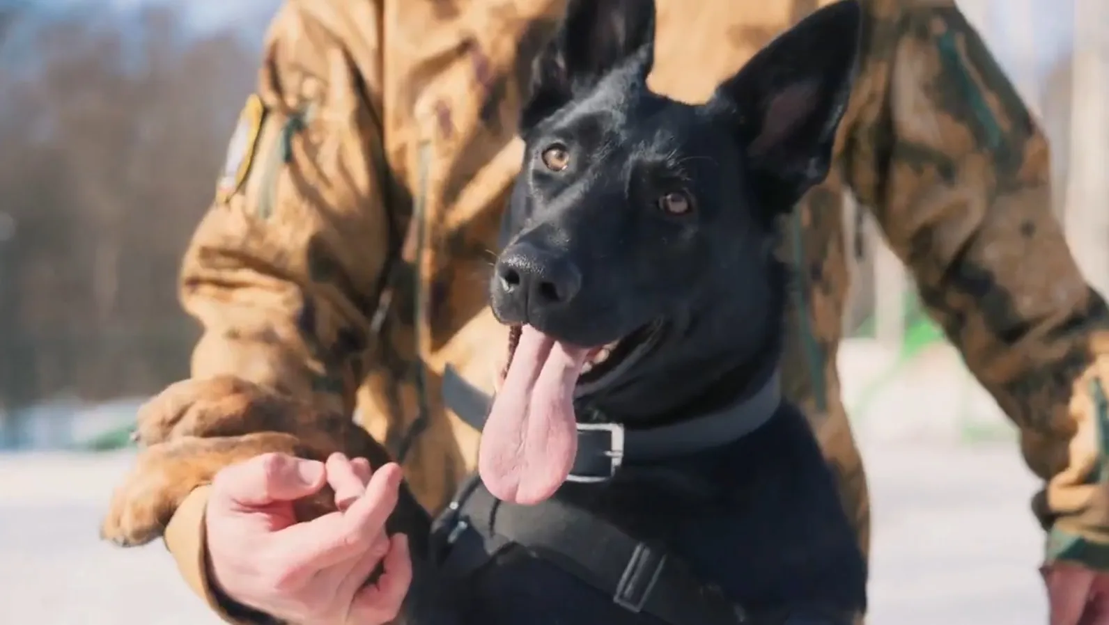 Подготовка немецких овчарок. Отработка захвата