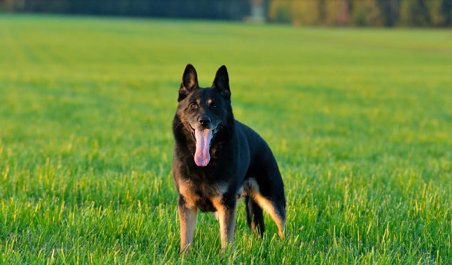 Ulf von Walshagen (Ульф)