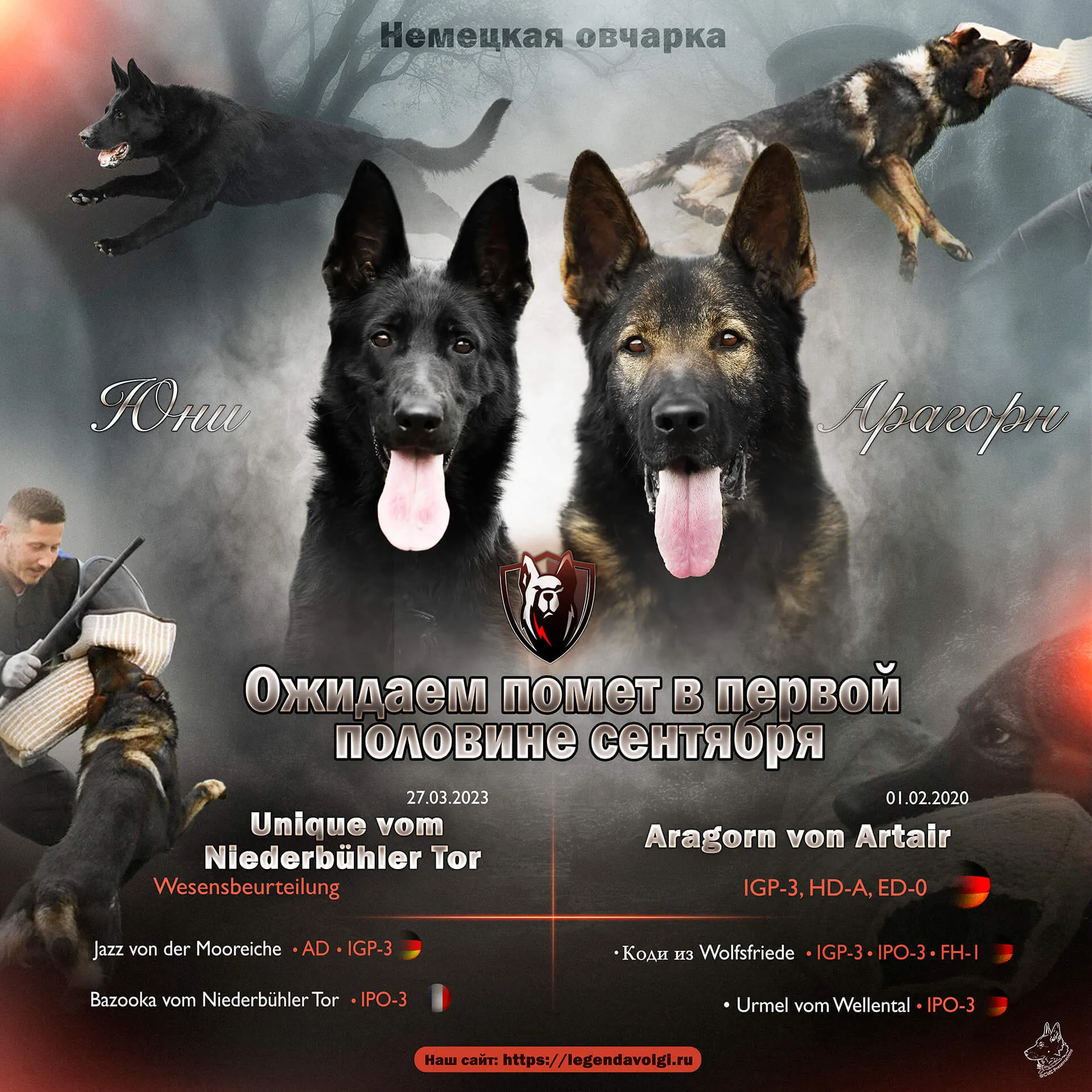 Анонс планируемого помета от вязки Aragorn von Artair и Unique vom Niederbühler Tor