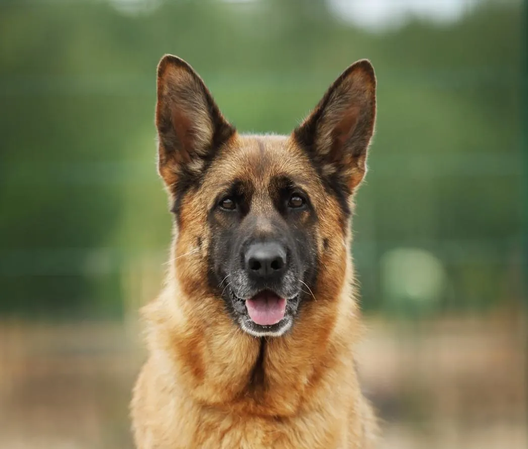 Falka von Arlett (Фалька)