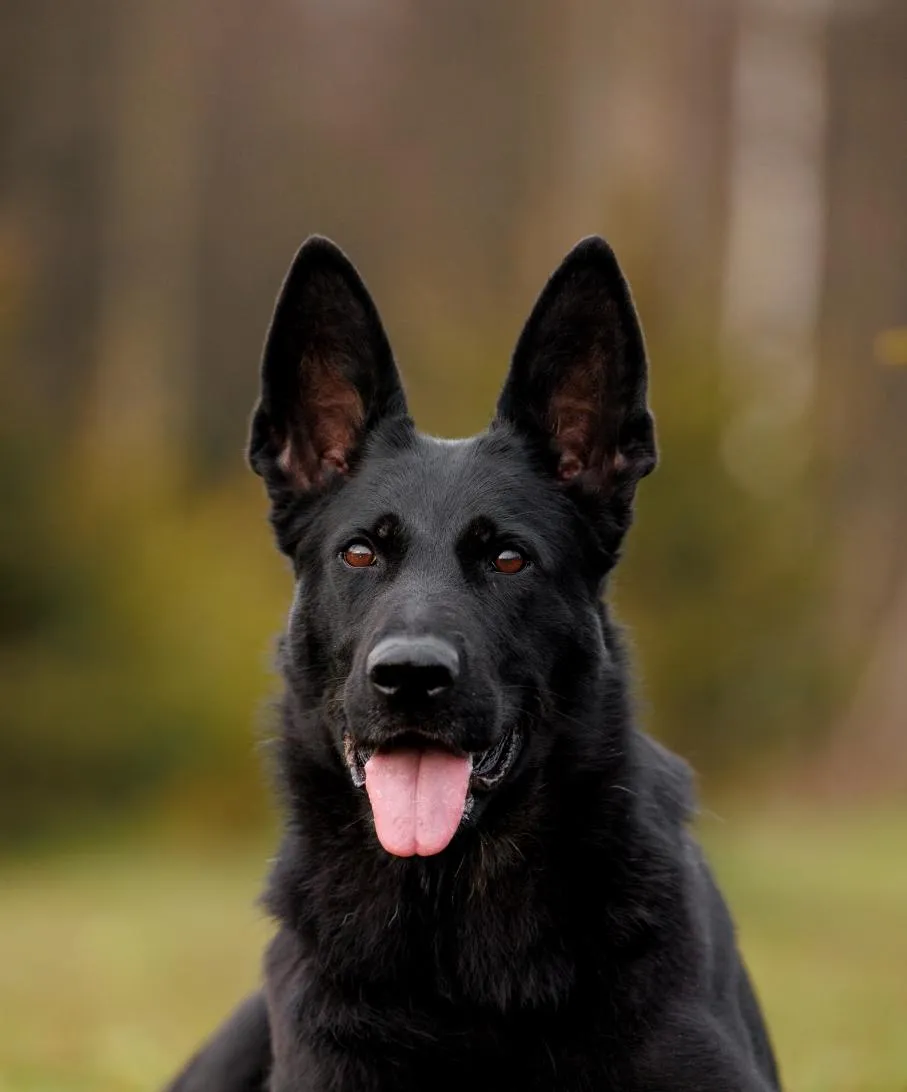 Quassel vom Blizzardkegel (Квассель)