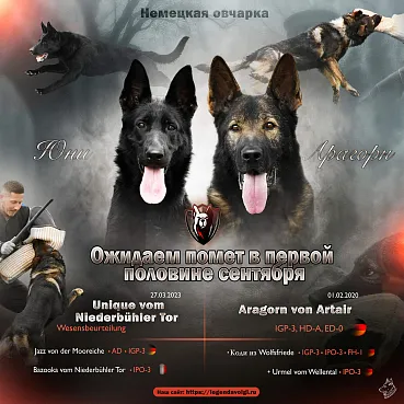 Анонс планируемого помета от вязки Aragorn von Artair и Unique vom Niederbühler Tor