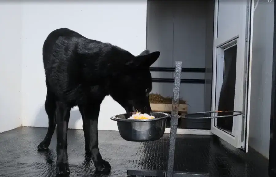 Натуралка для немецкой овчарки меню