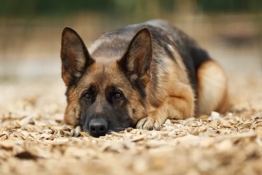 Тепловой удар у собаки: симптомы, признаки и первая помощь