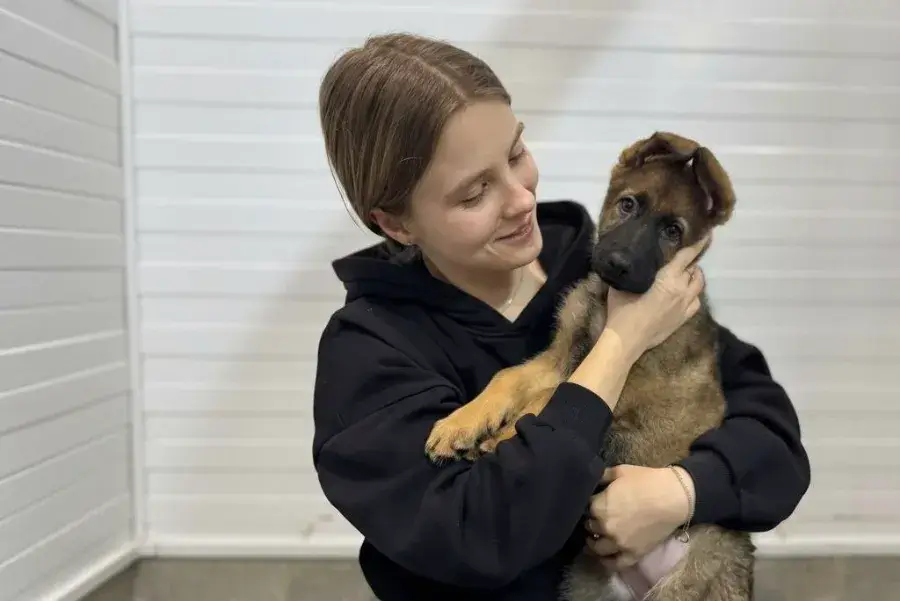 Щенок немецкой овчарки 2 месяца фото