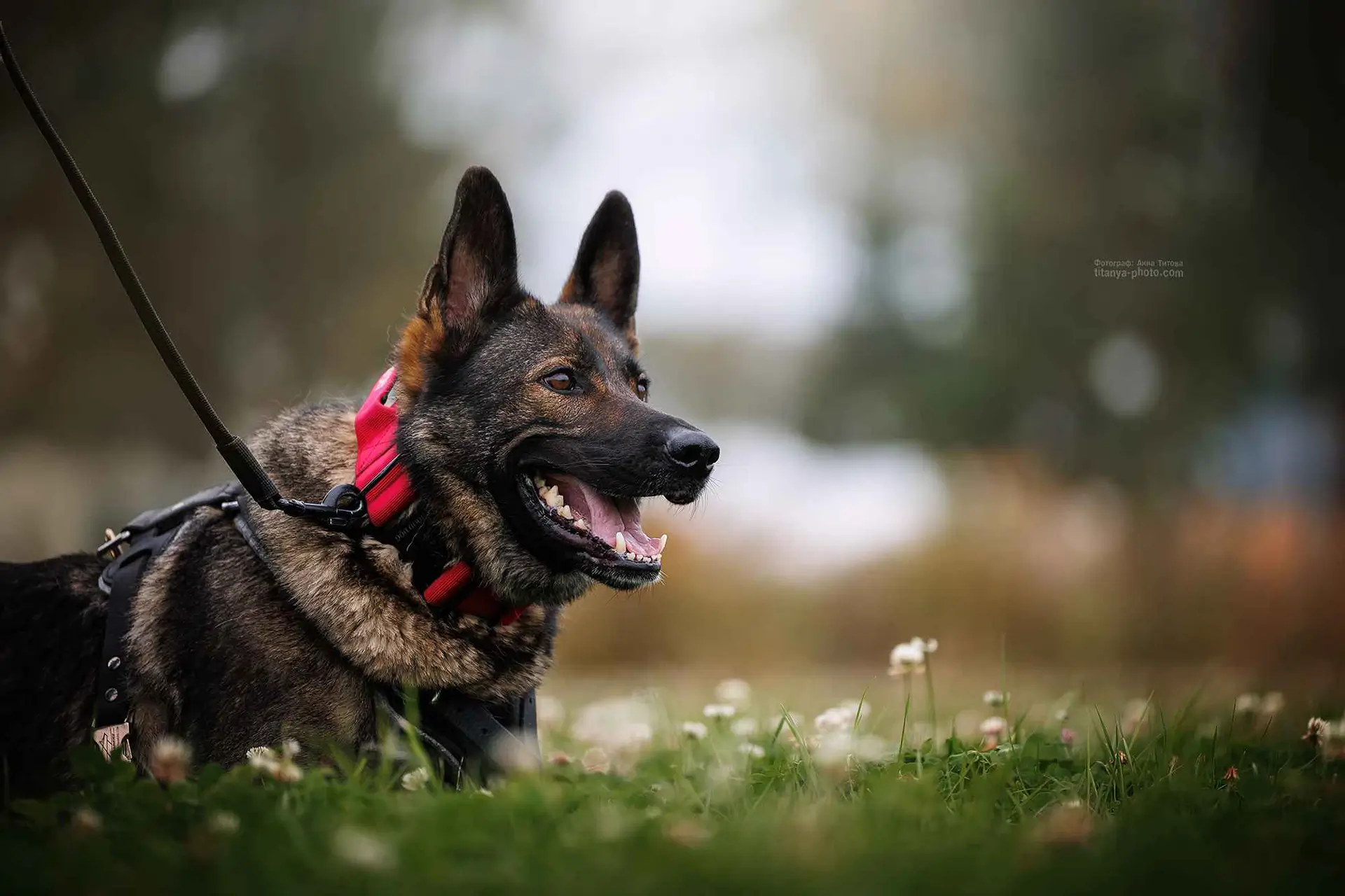 защита собаки от клещей во время прогулки в траве